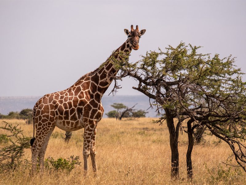 Kenya Tourist E-Visa from UK